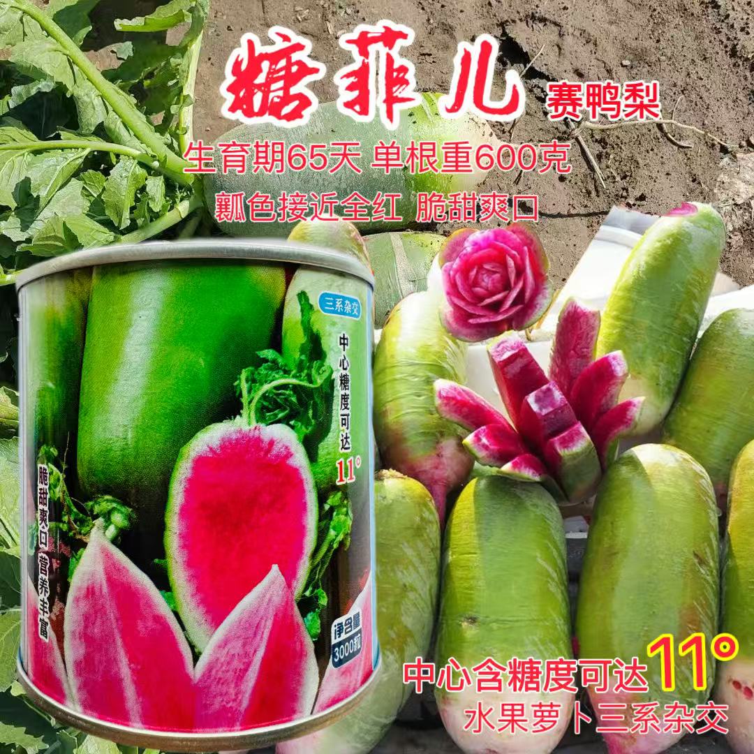 糖菲儿水果型萝卜种子三系杂交红紫瓤萝卜种子脆甜爽口萝卜种子