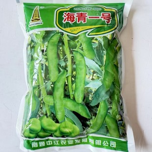 海青一号蚕豆种子特大高产日本大白皮蚕豆种籽秋冬季耐寒蔬菜种孑