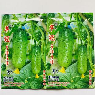 翠冠5030黄瓜种子短棒全雌强磁型水果黄瓜籽基地露地口感好高产