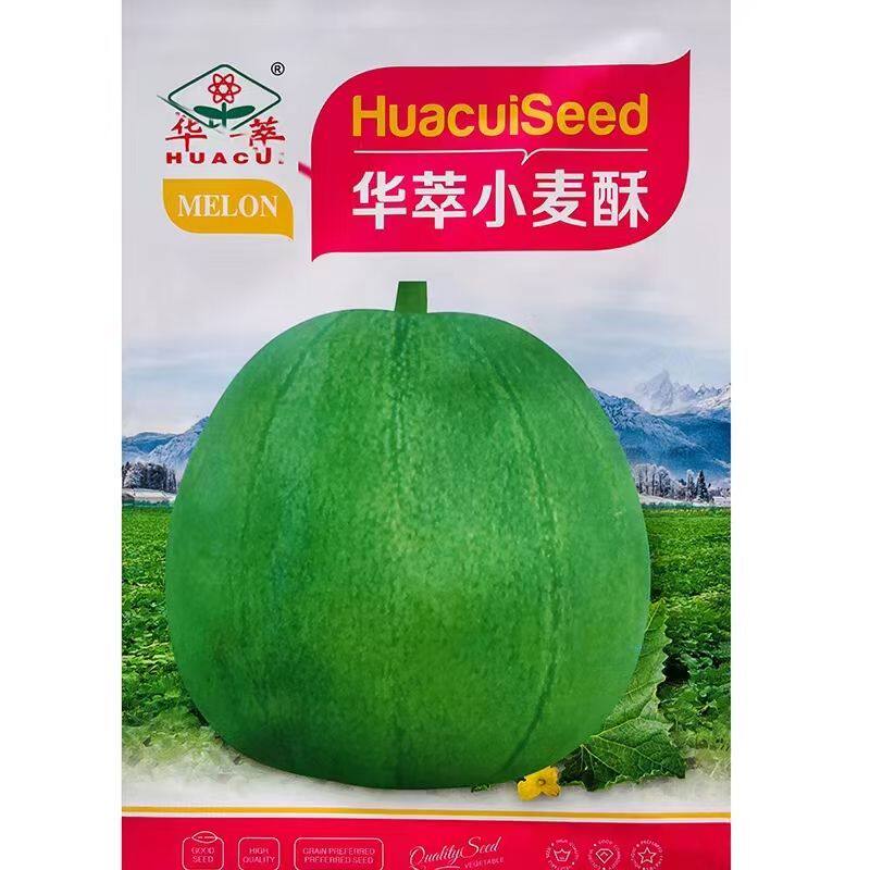 小麦酥甜瓜种子薄皮香瓜小瓜种籽青皮绿肉春秋季农家菜园水果种孑