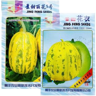 景甜花衣早熟薄皮甜瓜种子 甜脆花皮甜瓜种籽杂交八里香香瓜种子