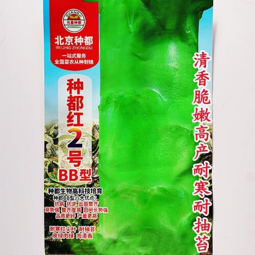 种都红2号BB型红尖叶莴笋种子