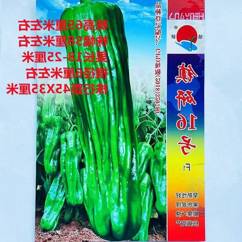 镇研16号辣椒种子早熟高产抗病长