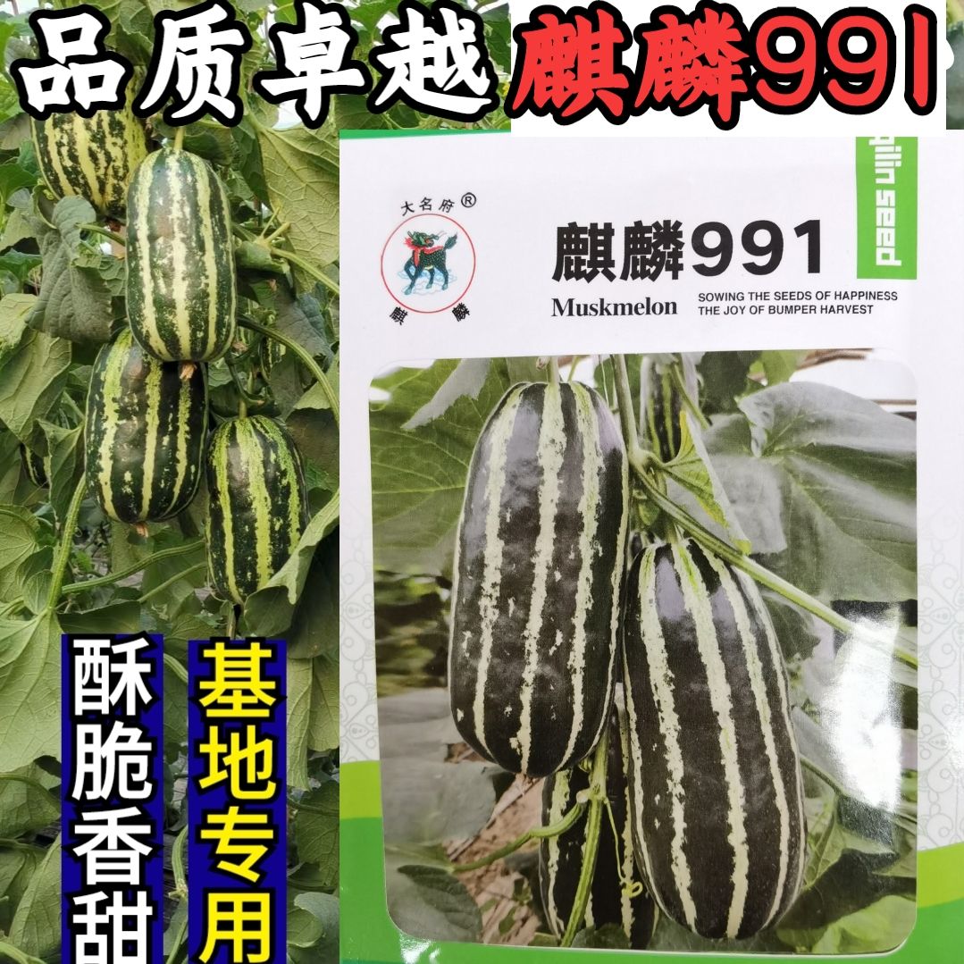 博洋9甜瓜种子麒麟991羊角蜜甜瓜种子 酥脆香瓜羊角酥蜜种子籽孑