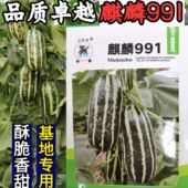 博洋9甜瓜种子麒麟991羊角蜜甜瓜种子 酥脆香瓜羊角酥蜜种子籽孑