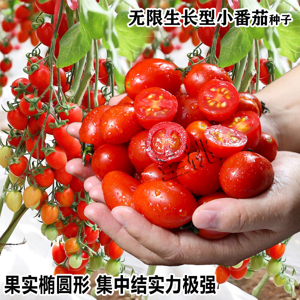 樱桃番茄千禧圣女果种子苗子蔬菜孑四季种植盆栽庭院阳台蕃茄春天