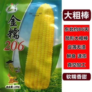 玉米种子浓香软糯大棒高产金糯206 东北大田苞谷玉米种子非转基因
