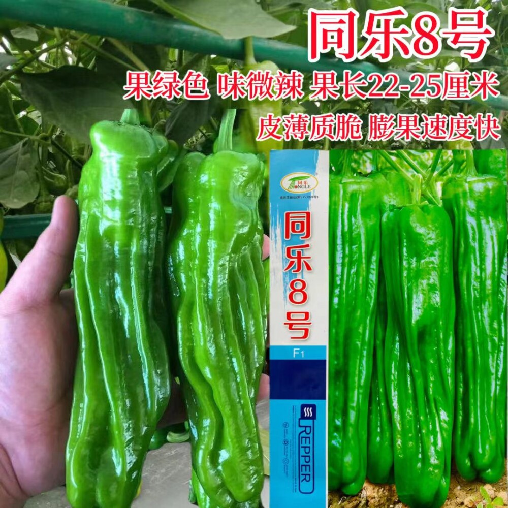 同乐8号薄皮辣椒种子早熟绿色大