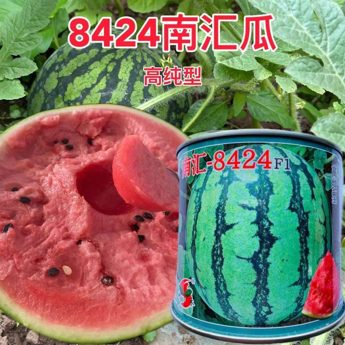南汇8424早熟麒麟西瓜种籽高产四季杂交一代薄皮粉红瓤西瓜种子孑