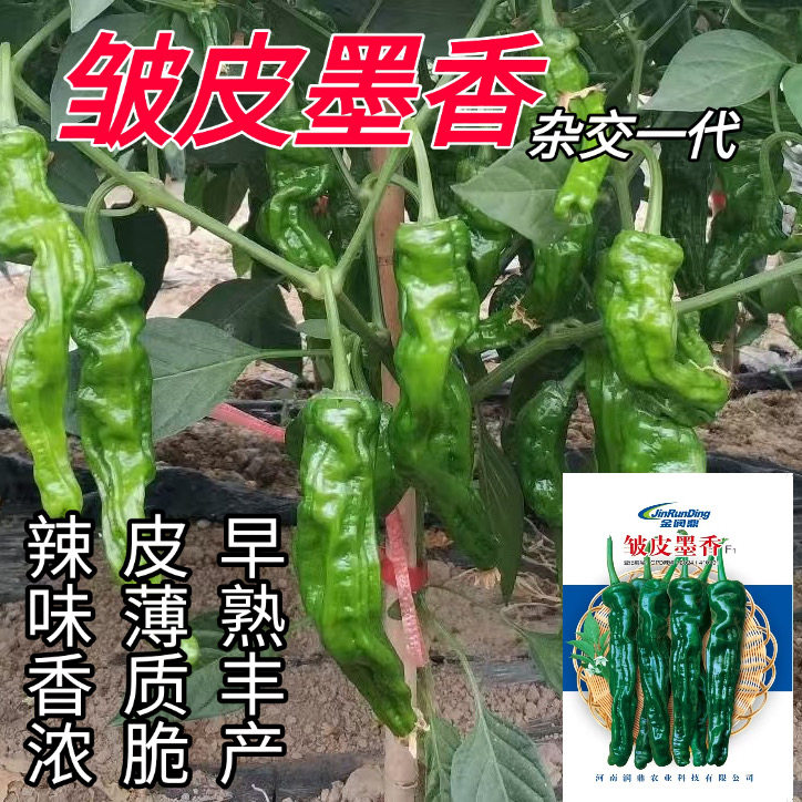 金润鼎皱皮墨香辣椒种子早熟皱皱椒种籽辣味香浓薄皮质脆四季播种
