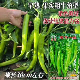 萧新天下一椒早熟牛角型辣椒种子 辣味中等果色黄绿 结果能力强