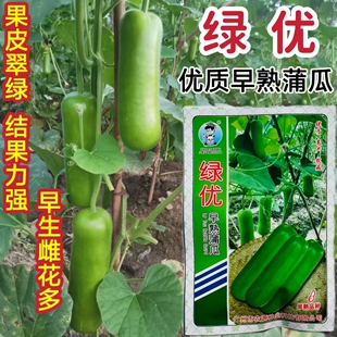 绿优早熟短棒蒲瓜种子长圆筒型雌花多果皮翠绿不易老化抗病春秋播
