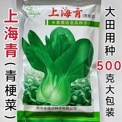 金盛达上海青青梗菜种子叶柄淡绿色春秋四季大棚蔬菜种子青菜种籽