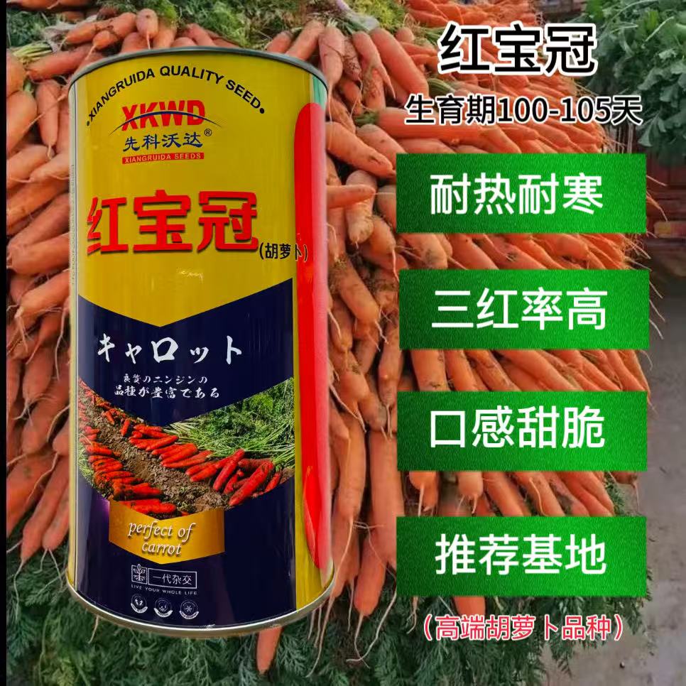 红宝冠秋季基地专用杂交胡萝卜种子抗热性好生长旺盛 皮芯肉三红