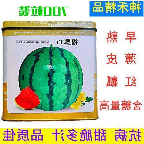 西瓜种子神禾福麟中早熟红