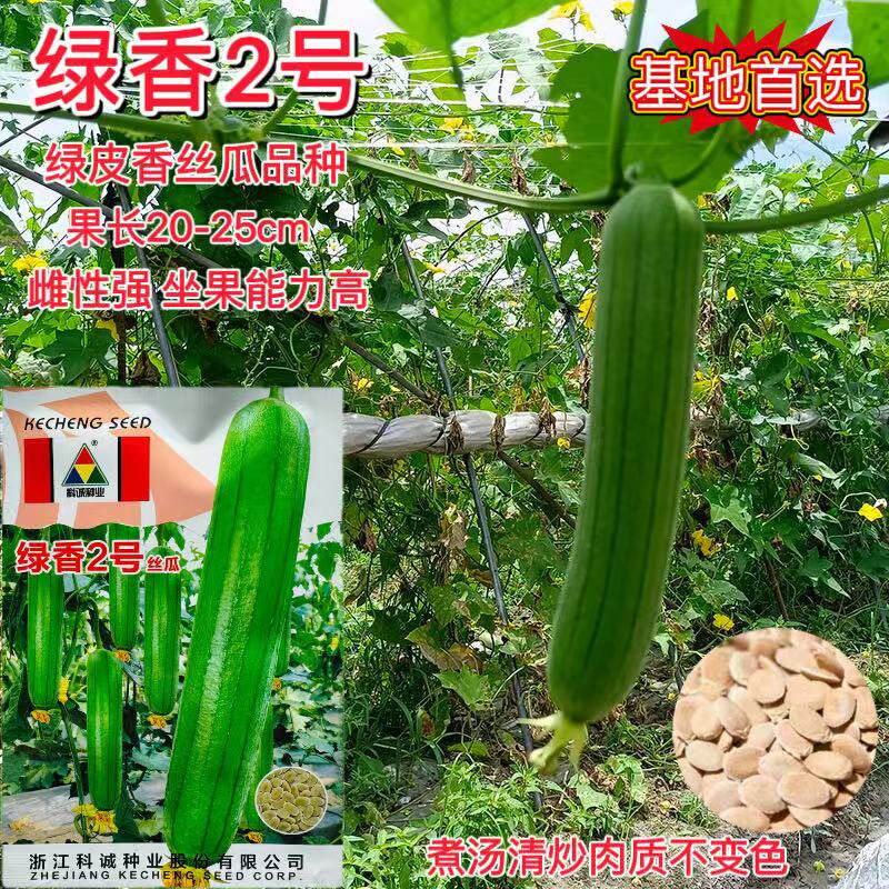 蔬菜瓜果丝瓜种子大全肉丝瓜种籽长短丝瓜种子绿香2号水瓜籽高产