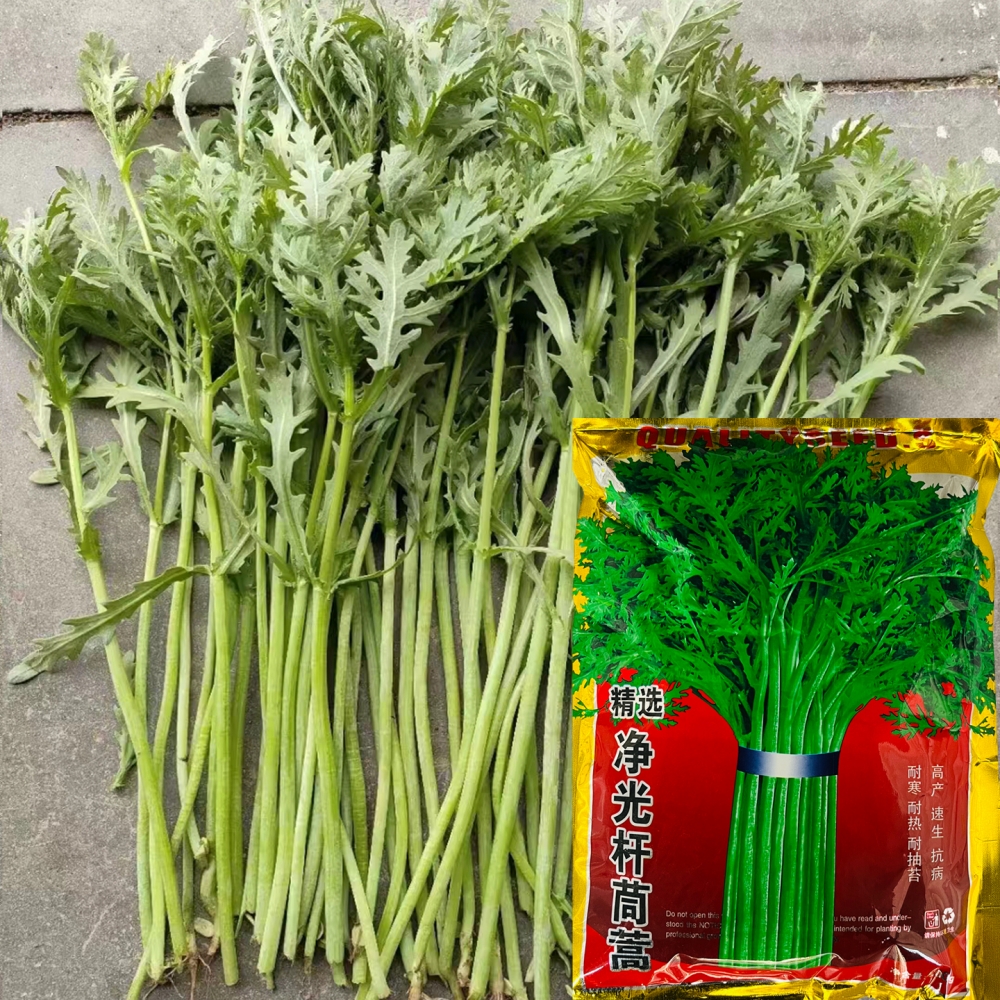 光杆茼蒿种子生长快纤维少鲜嫩清
