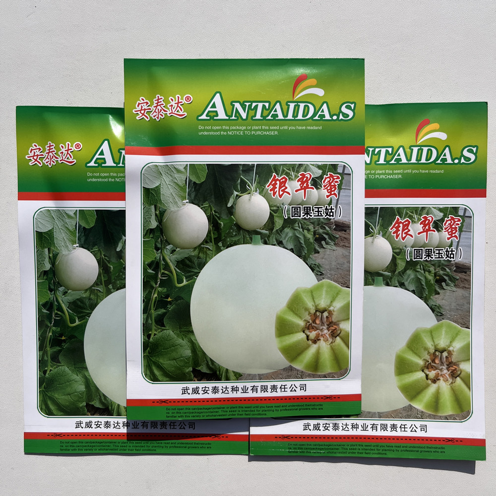 白皮绿肉甜瓜种子 银翠蜜圆果玉姑甜瓜种籽含糖18-20度春秋季播
