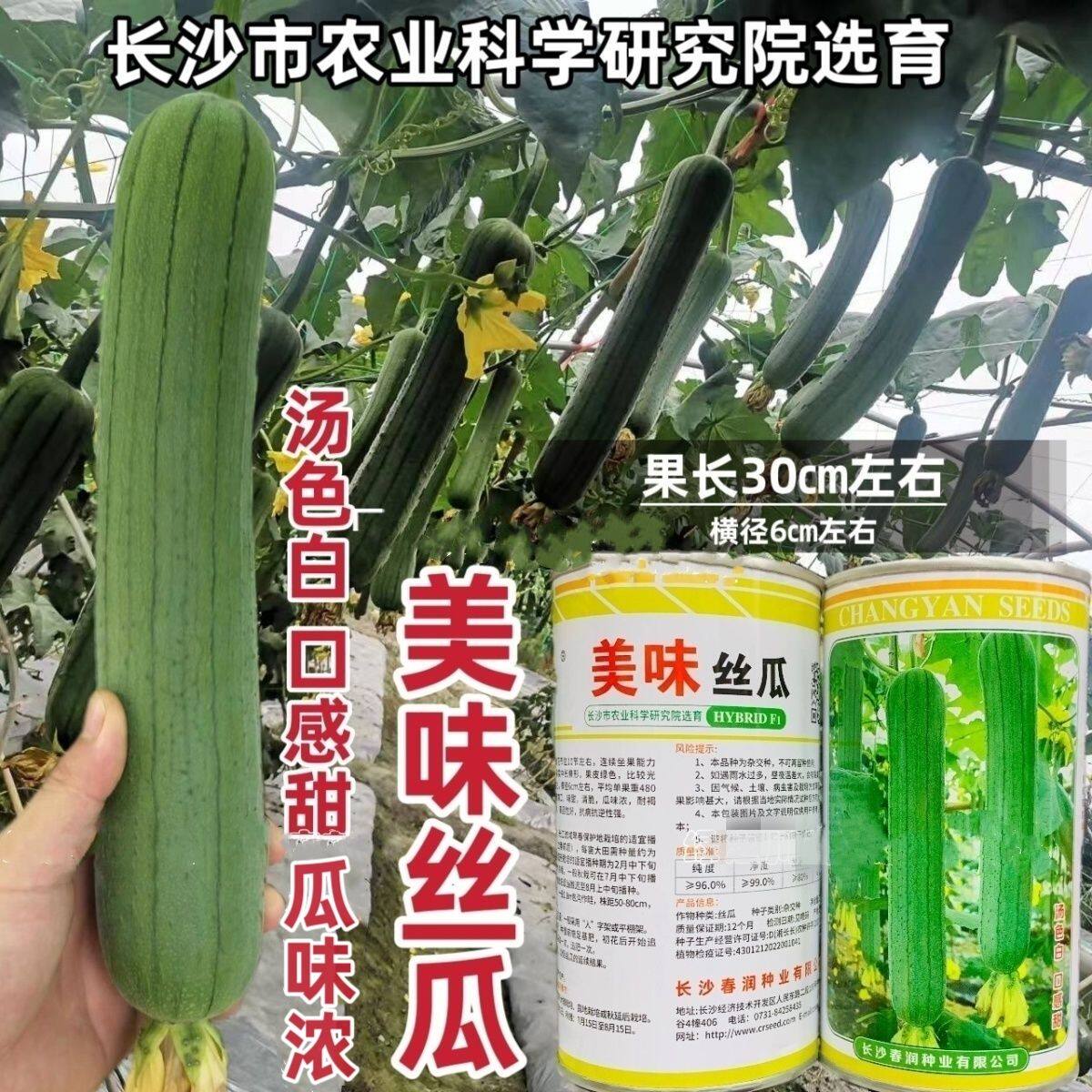 春润美味丝瓜种子白籽丝瓜水瓜种子汤色白早优16丝瓜种籽味浓