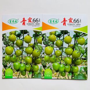 青霞66绿色小番茄种子口感好高糖度水果小柿子种籽早熟青口蜜