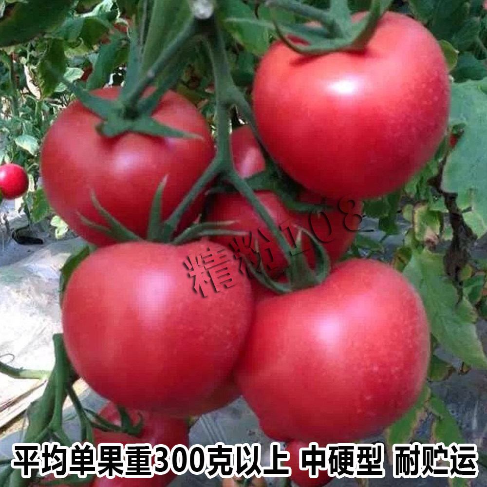 番茄种子无限生长大果西红柿种籽