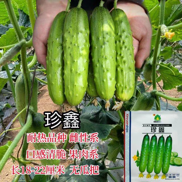 鑫园世家 珍鑫 强雌水果黄瓜种子清香脆甜水果型黄瓜种子无苦味
