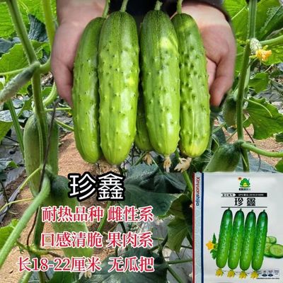 鑫园世家 珍鑫 强雌水果黄瓜种子清香脆甜水果型黄瓜种子无苦味