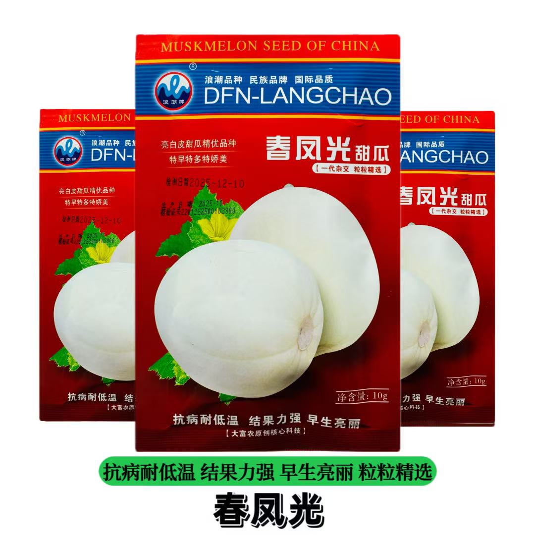 春风光白皮甜瓜种子抗病耐低温香瓜种籽春季早熟超甜盆栽阳台瓜种