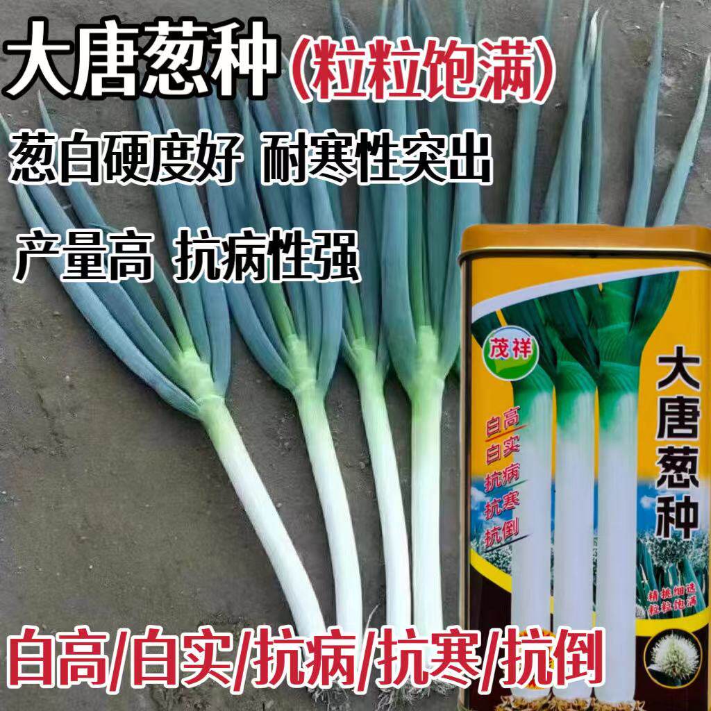 大唐葱种种子铁杆长白越冬抗寒大葱种籽山东大葱大田种铁杆章丘葱