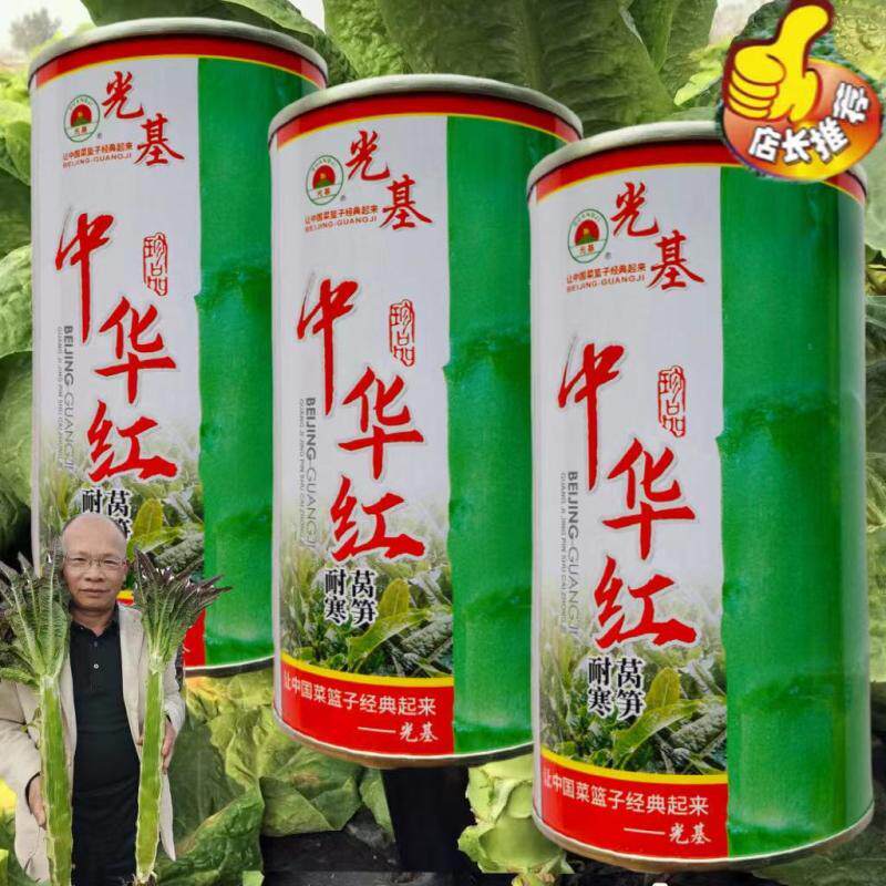 中华红耐寒莴笋种子红尖叶香莴苣种籽四季蔬菜种孑农家春秋精选种