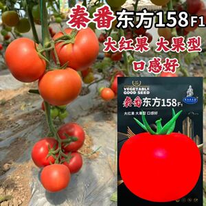 秦番东方158无限生长型高秧大红果番茄种子早熟高圆硬果西红柿种