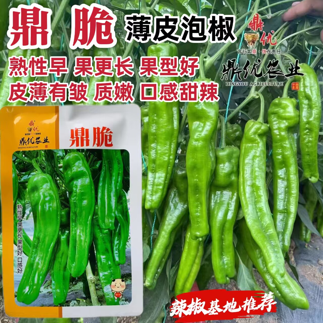鼎脆长灯笼型早熟薄皮青椒种子皮薄质嫩口感甜辣泡椒种子春秋种植