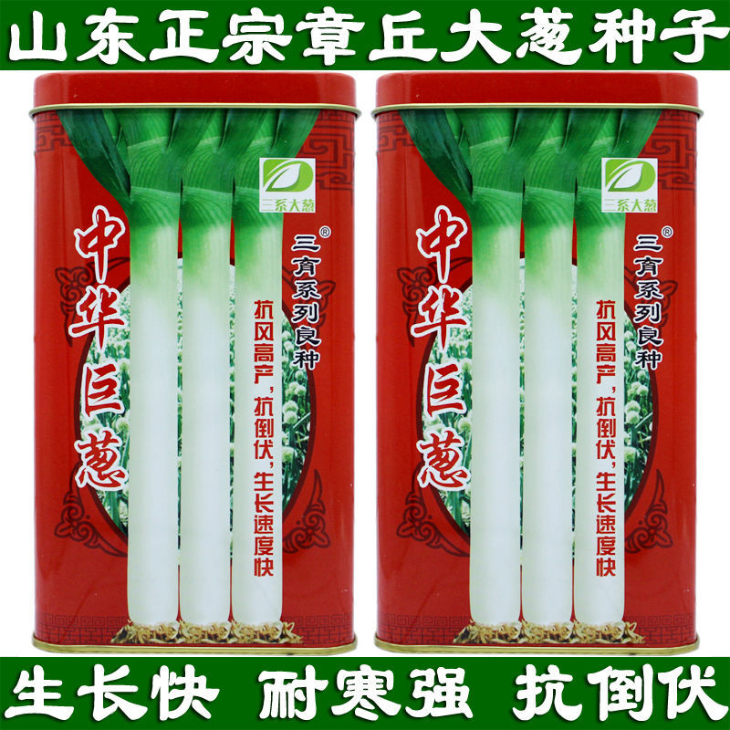 山东正宗大葱种子章丘葱籽葱白长 抗倒伏 耐寒中华巨葱 高白葱子