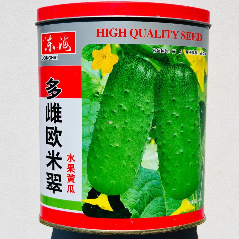 多雌欧米翠强雌型水果黄瓜种子孑农家大田春秋季信研黄瓜蔬菜种籽