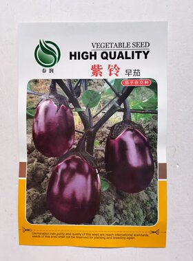 紫铃早茄早熟茄子种籽圆形紫红色耐寒喜肥耐热单果重300g抗病高产