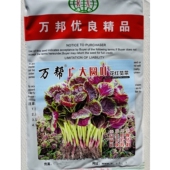 万邦广大圆叶红苋菜种子籽耐低温早熟圆叶红苋菜厚肉春秋农田高产