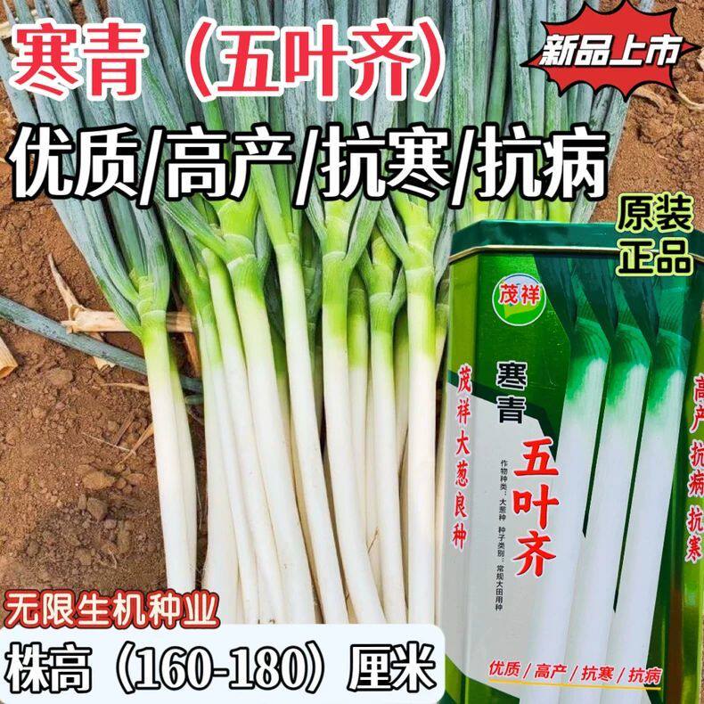 寒青五叶齐大葱种子高产抗病耐寒葱籽蔬菜种子山东四季播大葱种孑
