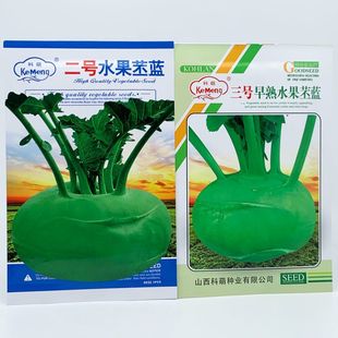 三系杂交天津青苤兰种籽扁圆形青苤蓝种子疙瘩菜撇列球茎甘蓝种孑