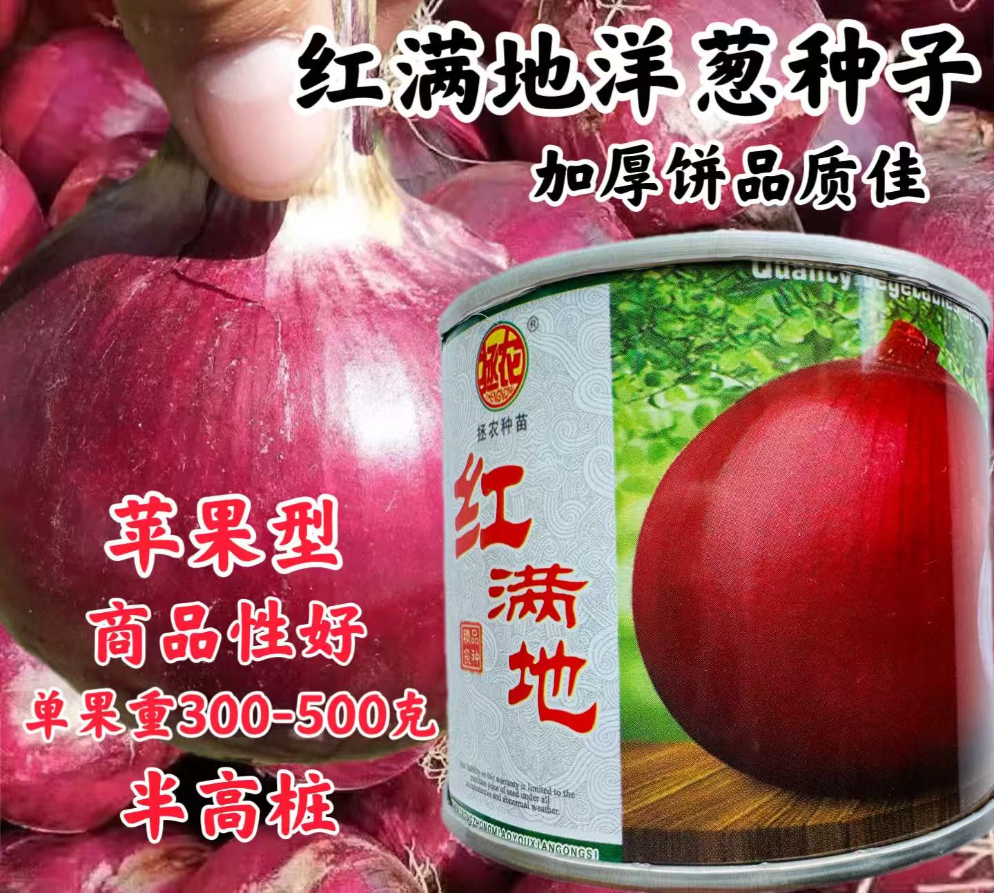 半高桩洋葱种子红满地 50g紫红皮圆葱籽 中早熟紫皮葱头四季蔬菜