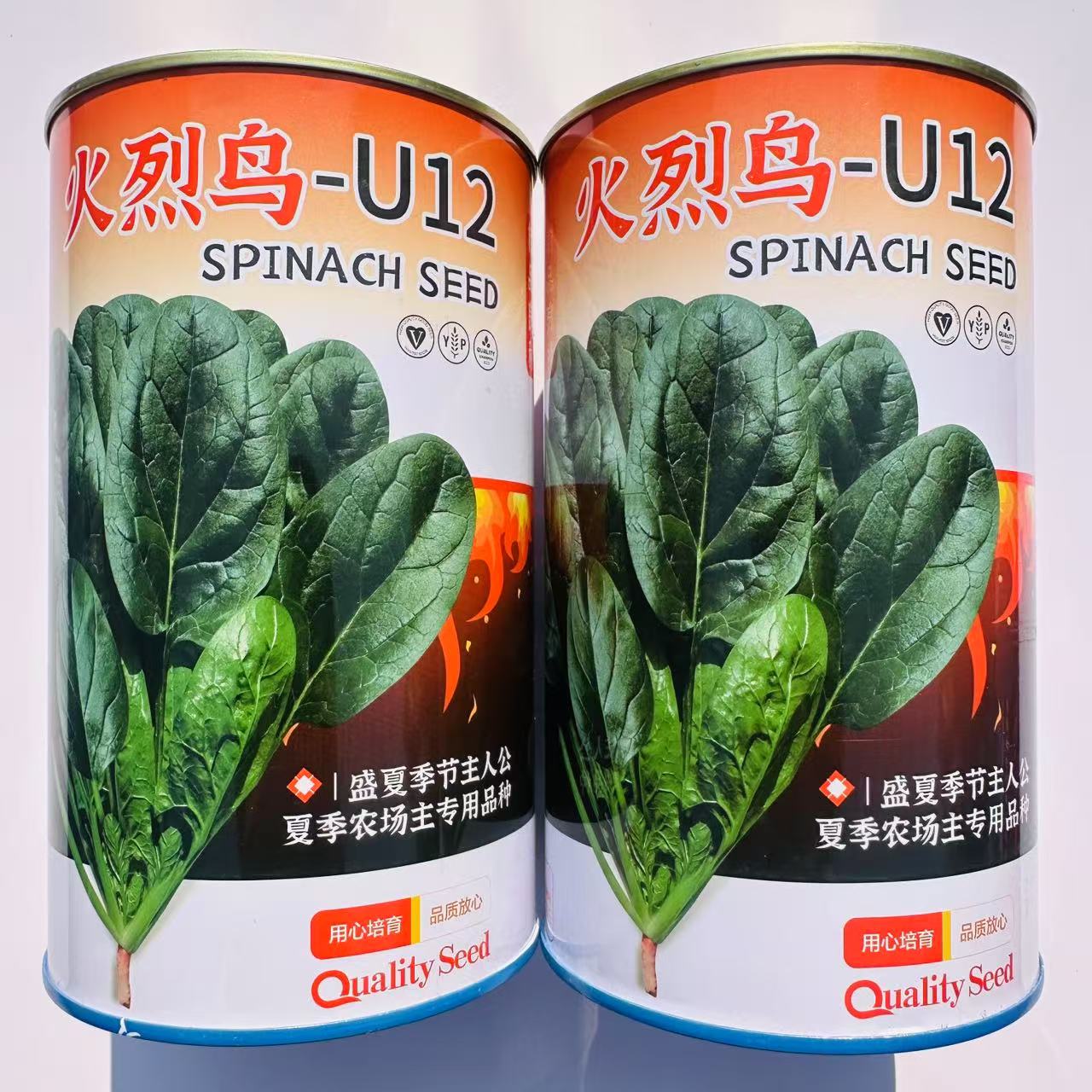 夏播进口大叶菠菜种子杂交F1速生肉厚耐热圆叶菠菜夏季抗病高产型