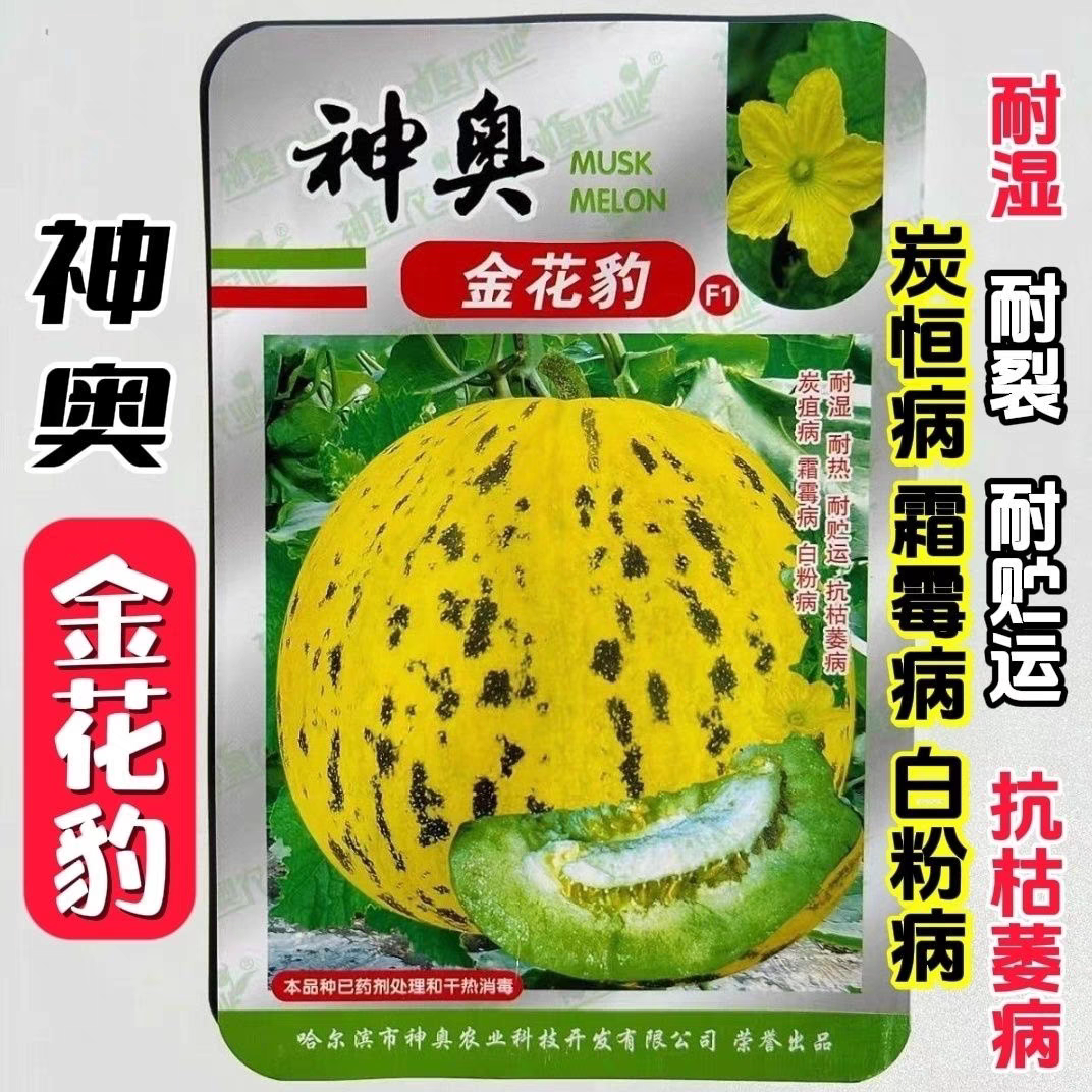 神奥金花豹甜瓜种子早熟杂交一代花皮绿瓤甜瓜种籽高产抗病口感好
