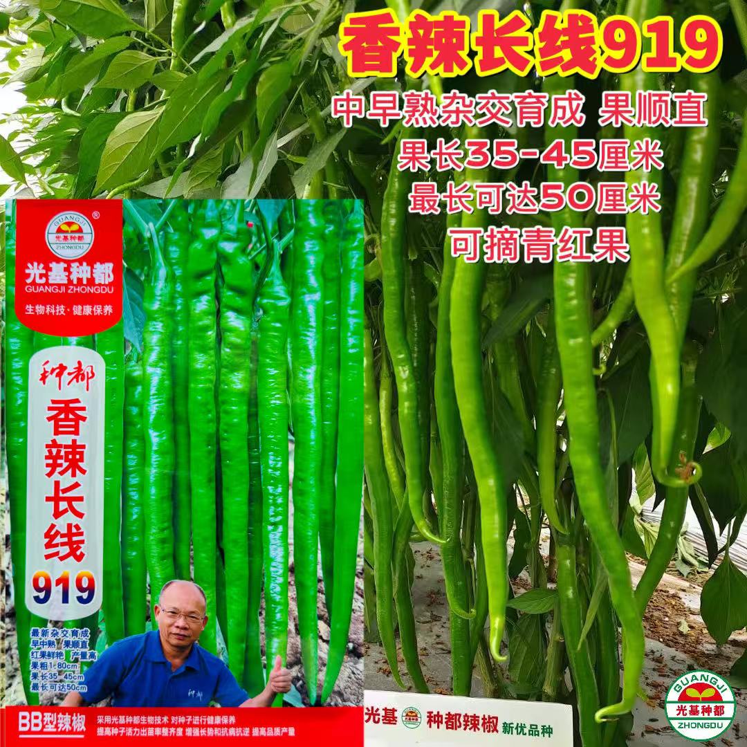 种都 香辣长线919 线椒种子 香辣顺直长果高产抗病商品性佳春秋播