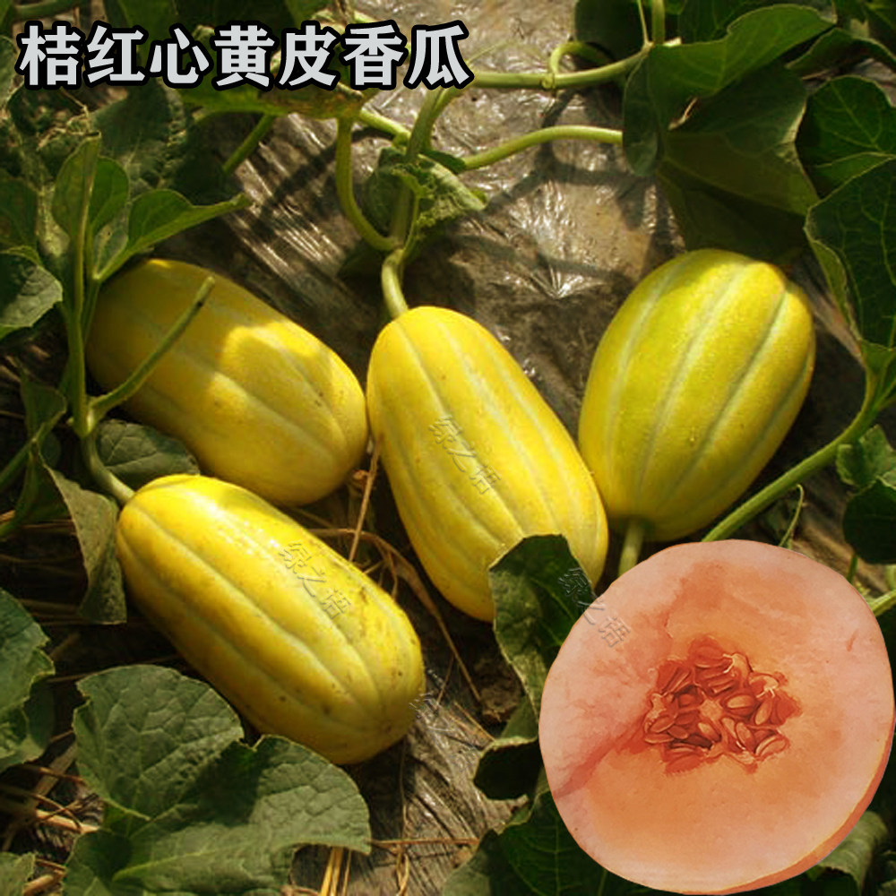 甜瓜种子鸿福一品香瓜种籽春秋四