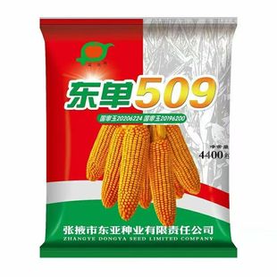 玉米种子大全双国审高产矮杆红轴长粒抗倒抗旱病虫耐高温东单509