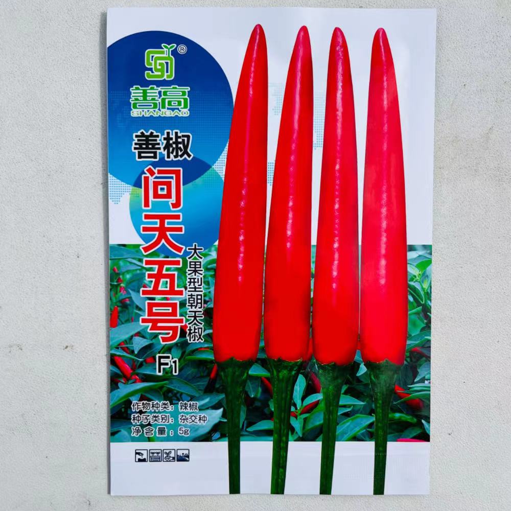 问天五号朝天椒种子大果型朝天椒香辣大田基地春秋播蔬菜辣椒种子