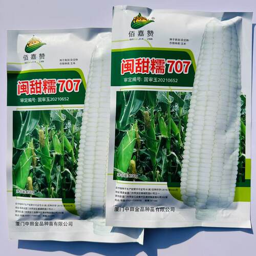 闽甜糯707甜糯玉米种子矮杆早熟大棒鲜食糯玉米种子春秋国审玉米