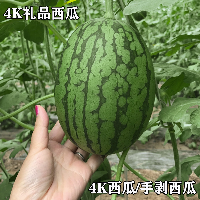 2K4K礼品小西瓜种籽日本坂田红