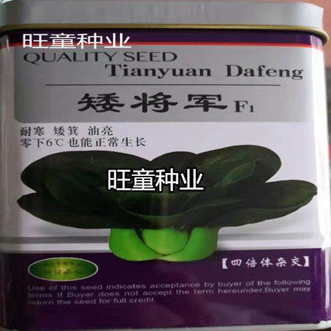 矮将军黑叶脚苏州青菜种籽