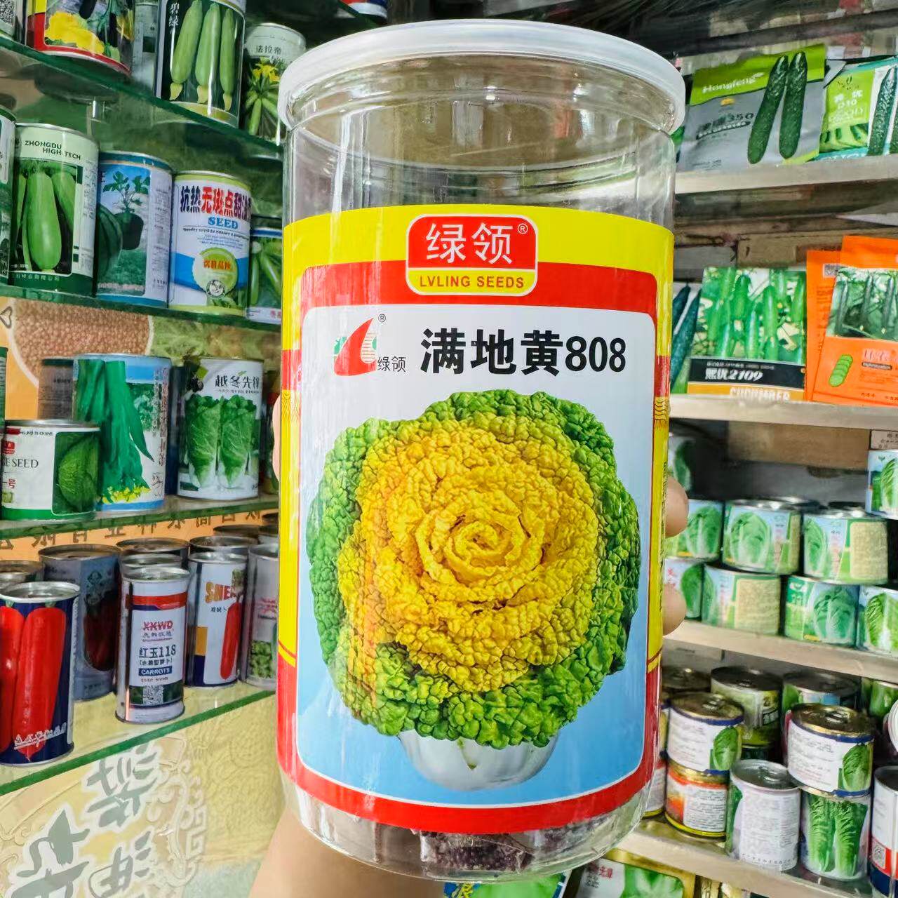 满地黄808黄心乌塌菜种子耐寒高产矮脚白梗菜种籽春秋播种菊花菜