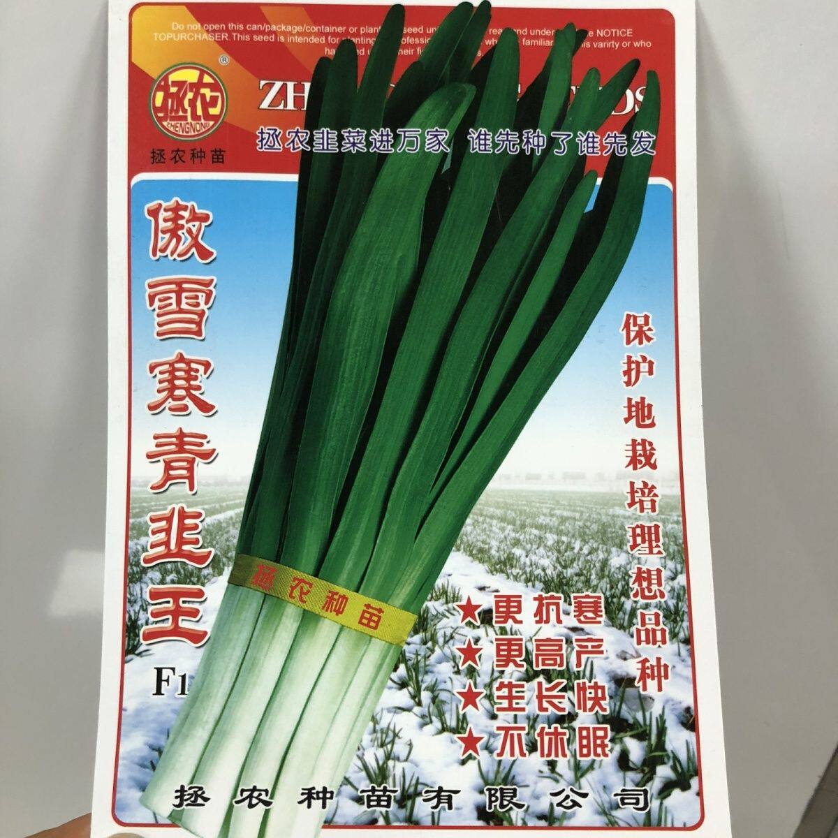 拯农韭菜傲雪寒青韭王不休眠韭菜种子叶宽白长抗病耐寒韭菜春秋播